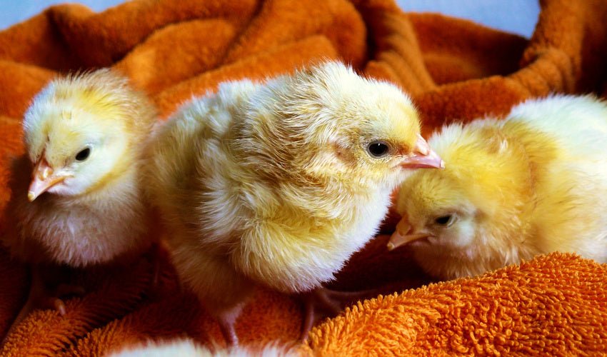 Raising Baby Chicks Can Be Easy, Even For The Inexperienced