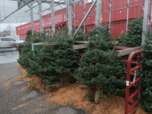 More Christmas Trees